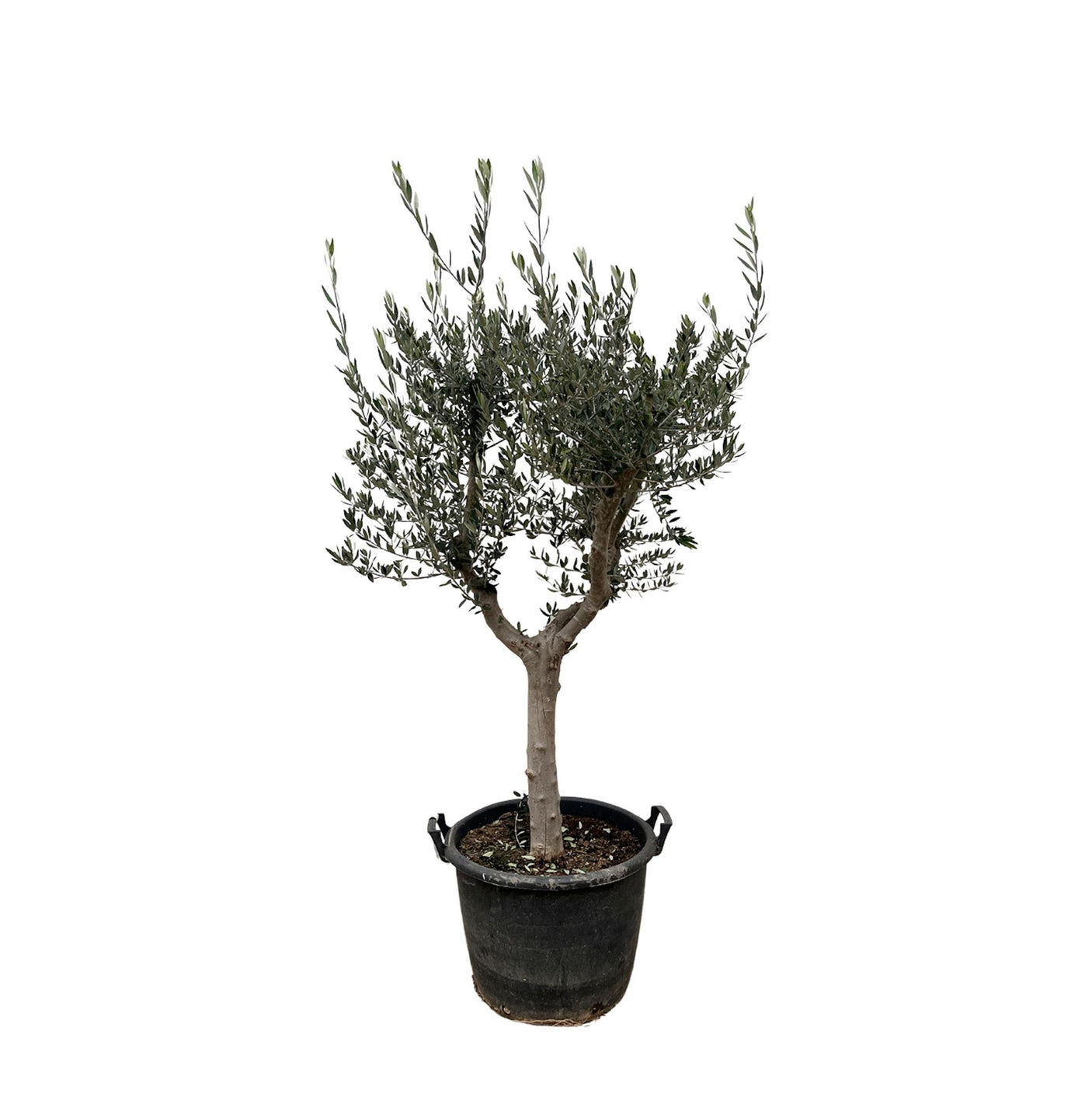 Olea Europaea Cultivo ↕ 220 cm hoog  ⟷ 40 cm pot
