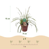 Carex Morrowii Ice Dance - 4 Pflanzen ↕ 50 cm hoch ⟷ 17 cm Topf