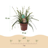 Carex Oshimensis Intense Green - 4 Plantas ↕ 50 cm de altura ⟷ Maceta de 17 cm