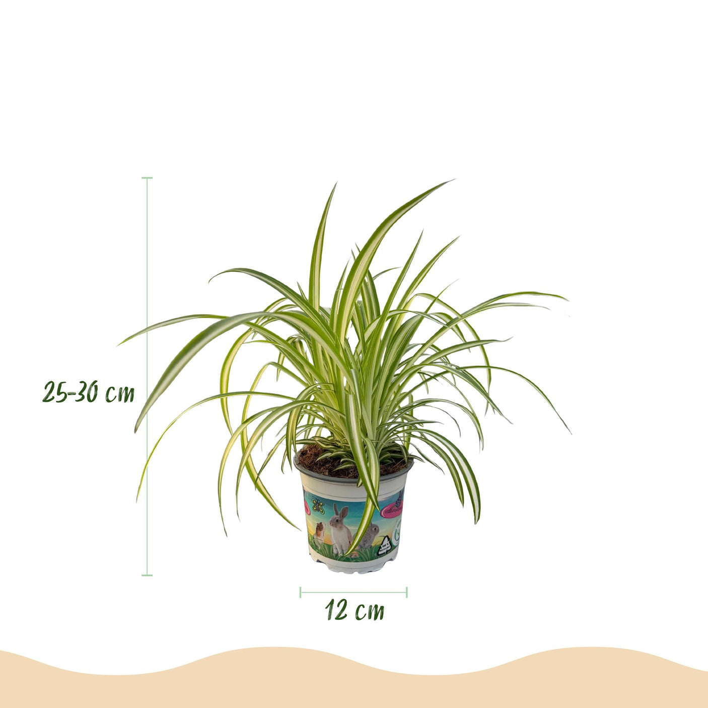 Grünlilie (Chlorophytum Comosum Variegatum) - 4 Pflanzen mit Korb