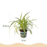 Grünlilie (Chlorophytum Comosum Variegatum) - 4 Pflanzen mit Korb