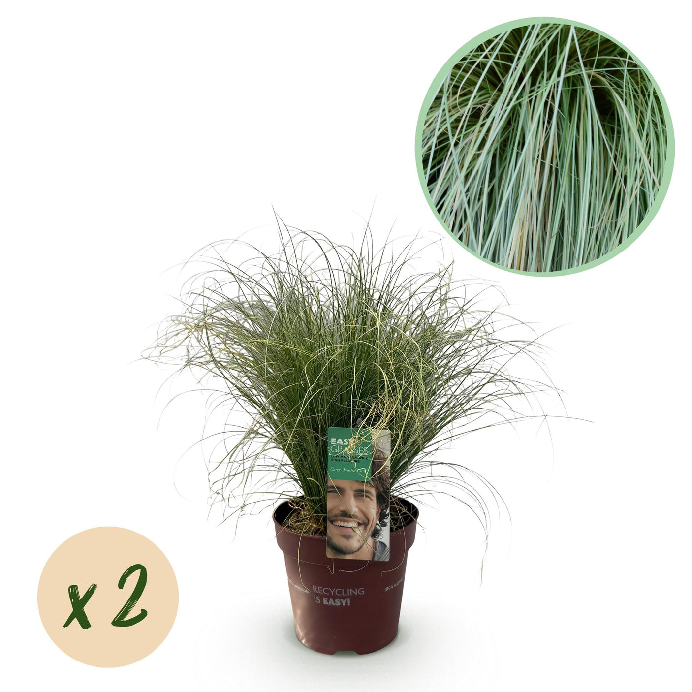 Carex Comans Frosted Curls - 2 Pflanzen ↕ 50 cm hoch ⟷ 17 cm Topf