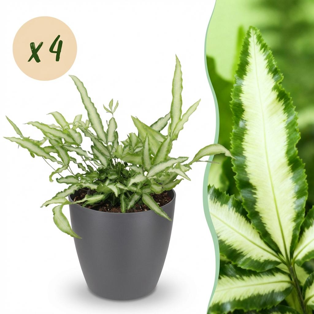 Pteris cretica Albolineata - 4 Pflanzen im grauen Topf