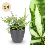 Pteris cretica Albolineata - 4 Pflanzen im grauen Topf