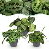 Marantha Silverband - Marantha Lemon Lime - Marantha Kerchoveana - 3 Pflanzen im grauen Topf