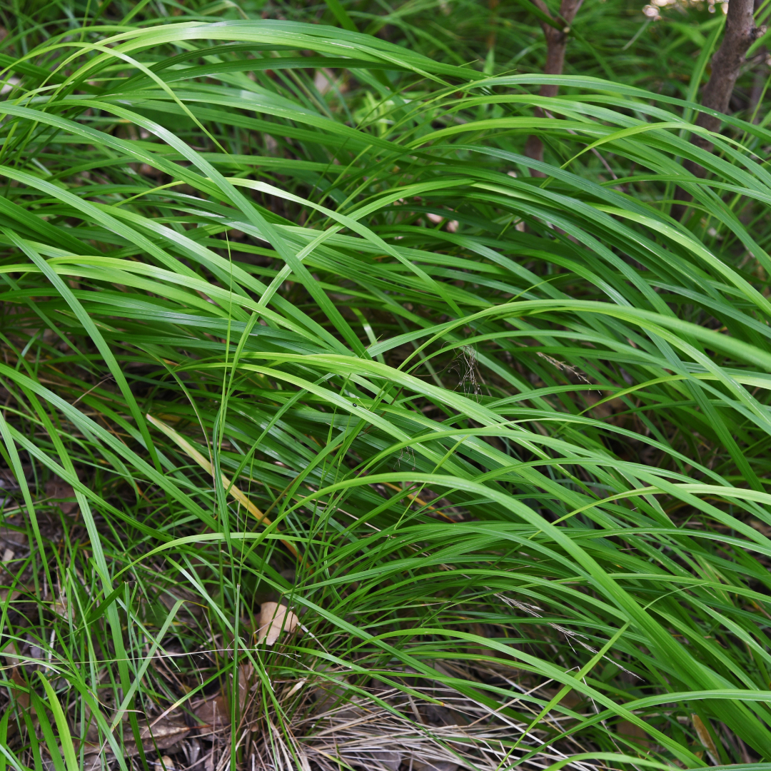 Carex Morrowii - 6 plantas ↕ 10-25 cm de alto ⟷ maceta de 9 cm