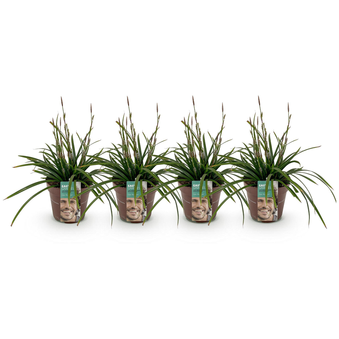 Carex Morrowii Irish Green - 4 Pflanzen ↕ 50 cm hoch ⟷ 17 cm Topf