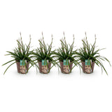 Carex Morrowii Irish Green - 4 Pflanzen ↕ 50 cm hoch ⟷ 17 cm Topf