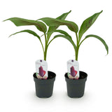 Musa sikkemensis Red Tiger - 2 planten ↕ 30 cm hoog  ⟷ 12 cm pot