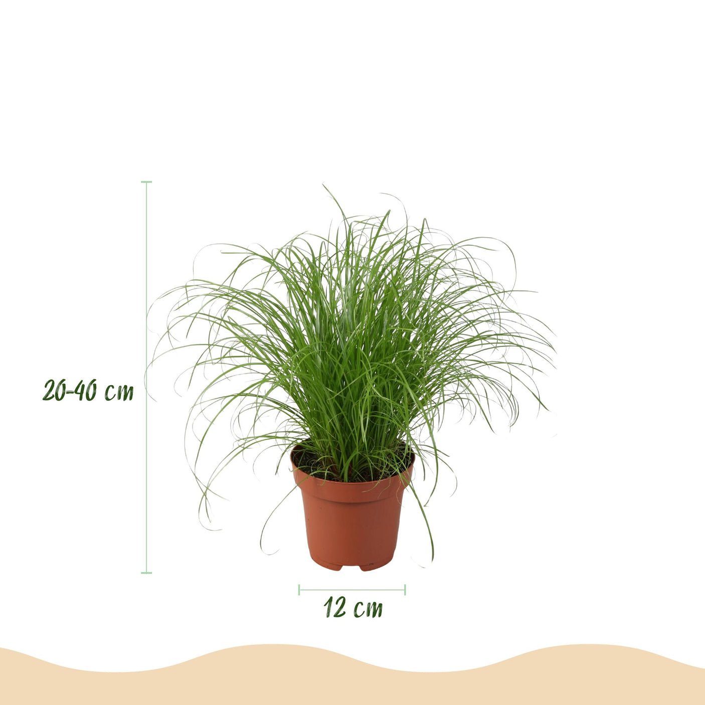Chlorophytum - Cyperus - Phlebodium - Marantha - 4 Planten in Witte pot