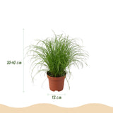Chlorophytum - Cyperus - Phlebodium - Marantha - 4 Planten in Witte pot