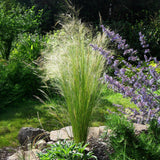Stipa Tenuifolia Pony Tails - 4 Pflanzen ↕ 50 cm hoch ⟷ 17 cm Topf