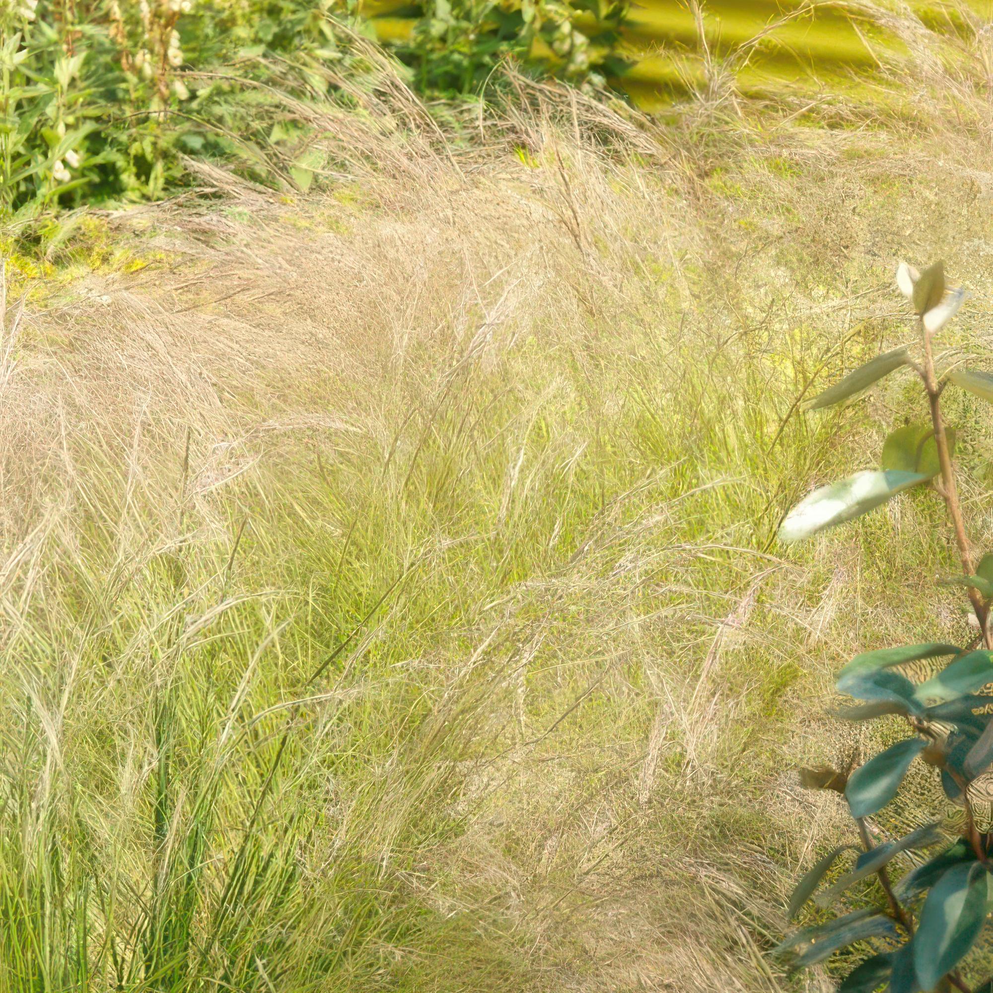 Stipa Tenuissima 'Ponytails' - 48 Pflanzen ↕ 10-25 cm hoch ⟷ 9 cm Topf