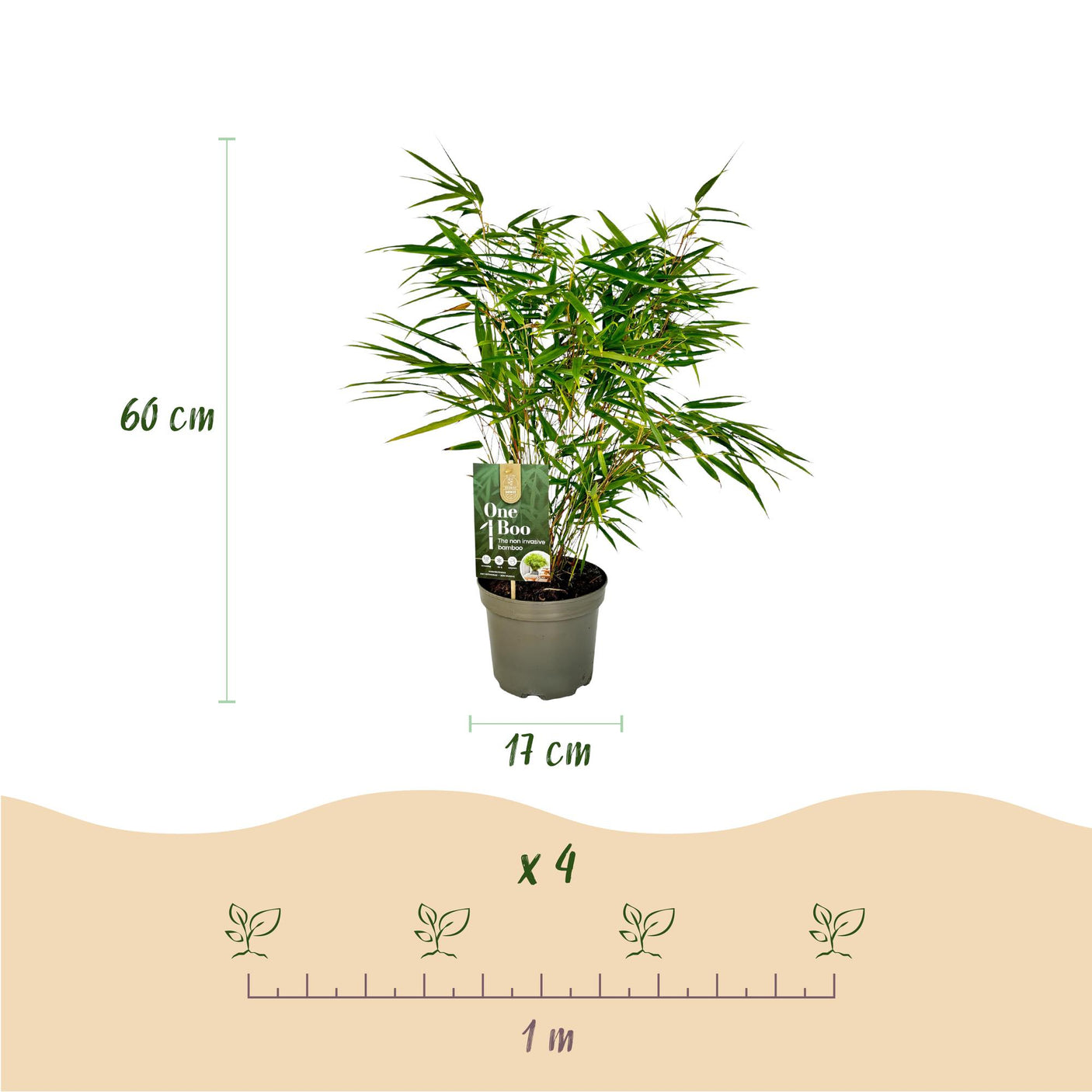 Fargesia Rufa - 2 Pflanzen - Immergrün - Nicht wuchernd - Topf 17cm Höhe 60cm