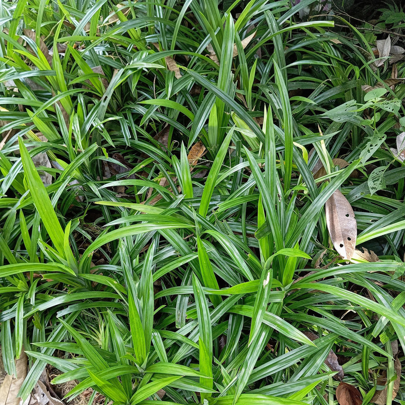 Carex Morrowii Irish Green - 4 Pflanzen ↕ 50 cm hoch ⟷ 17 cm Topf