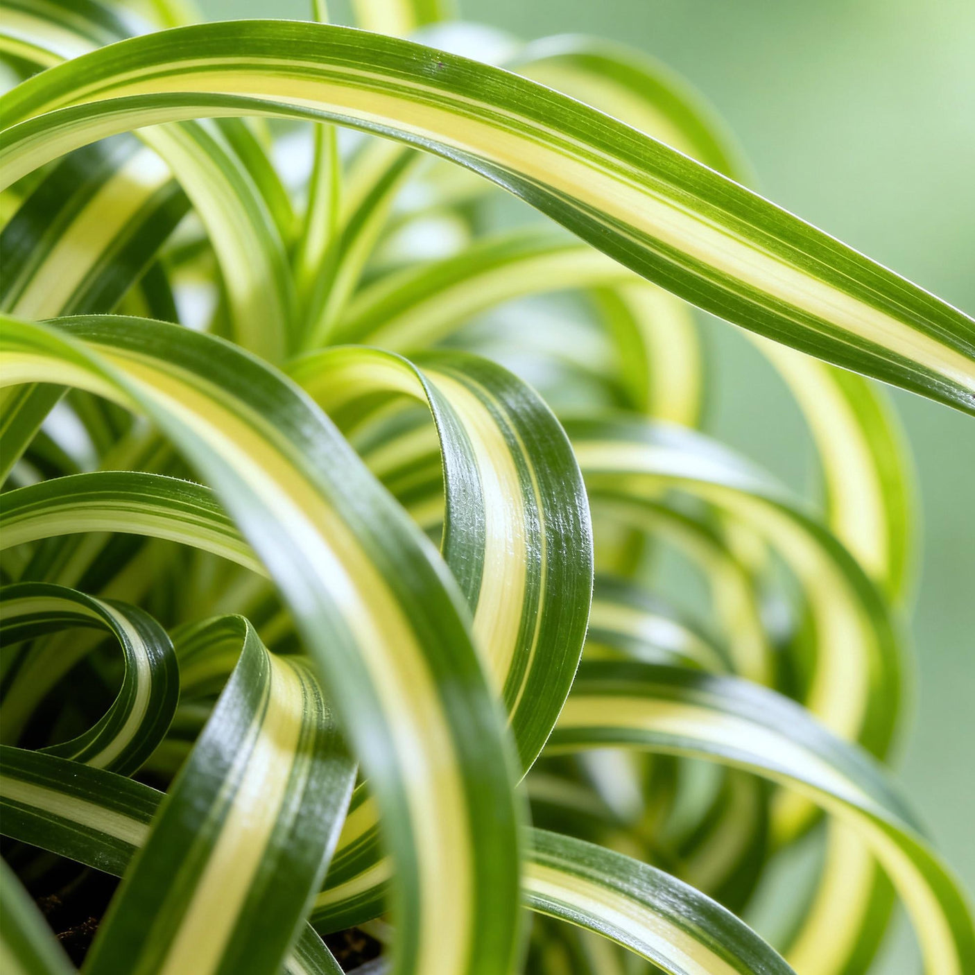Chlorophytum comosum Bonnie - 4 Planten in Witte pot