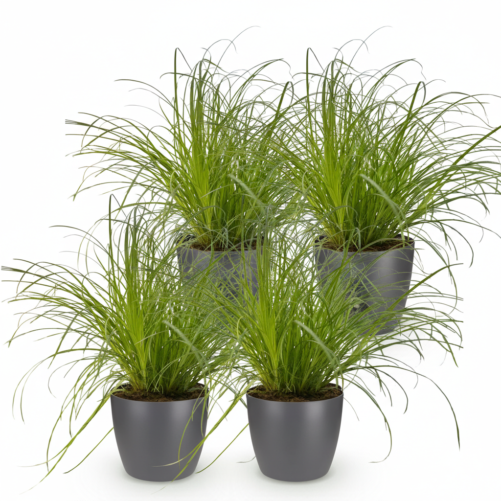 Cyperus alternifolius Zumula – 4 Pflanzen mit grauem Topf