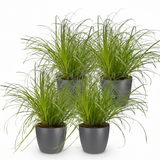Cyperus alternifolius Zumula – 4 Pflanzen mit grauem Topf