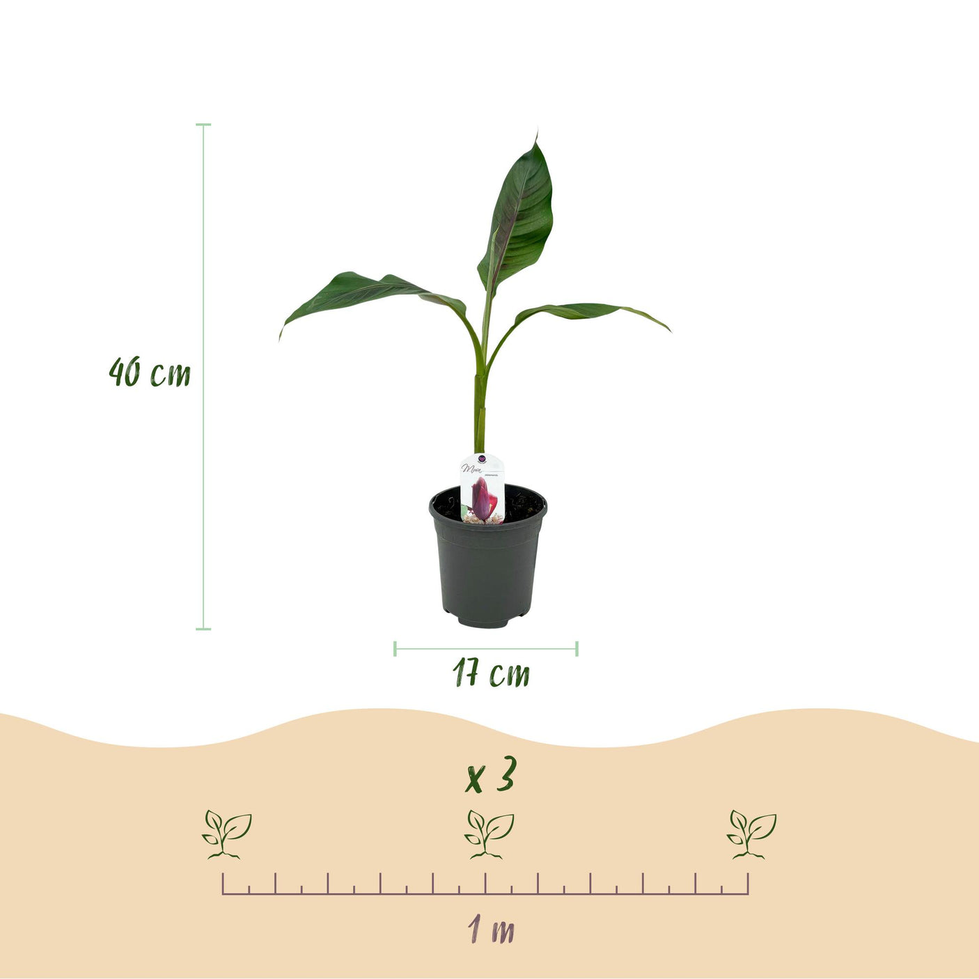 Bananen plant - Musa sikkemensis Red Tiger - Winterhard - 6 planten ↕ 40 cm hoog  ⟷ 17 cm pot