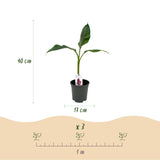 Bananen plant - Musa sikkemensis Red Tiger - Winterhard - 6 planten ↕ 40 cm hoog  ⟷ 17 cm pot