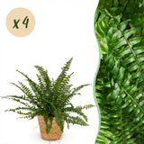 Nephrolepsis Exaltata Green Lady - 4 Plantas con Cesta