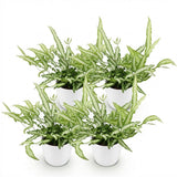 Pteris cretica Albolineata – 4 Pflanzen mit weißem Topf