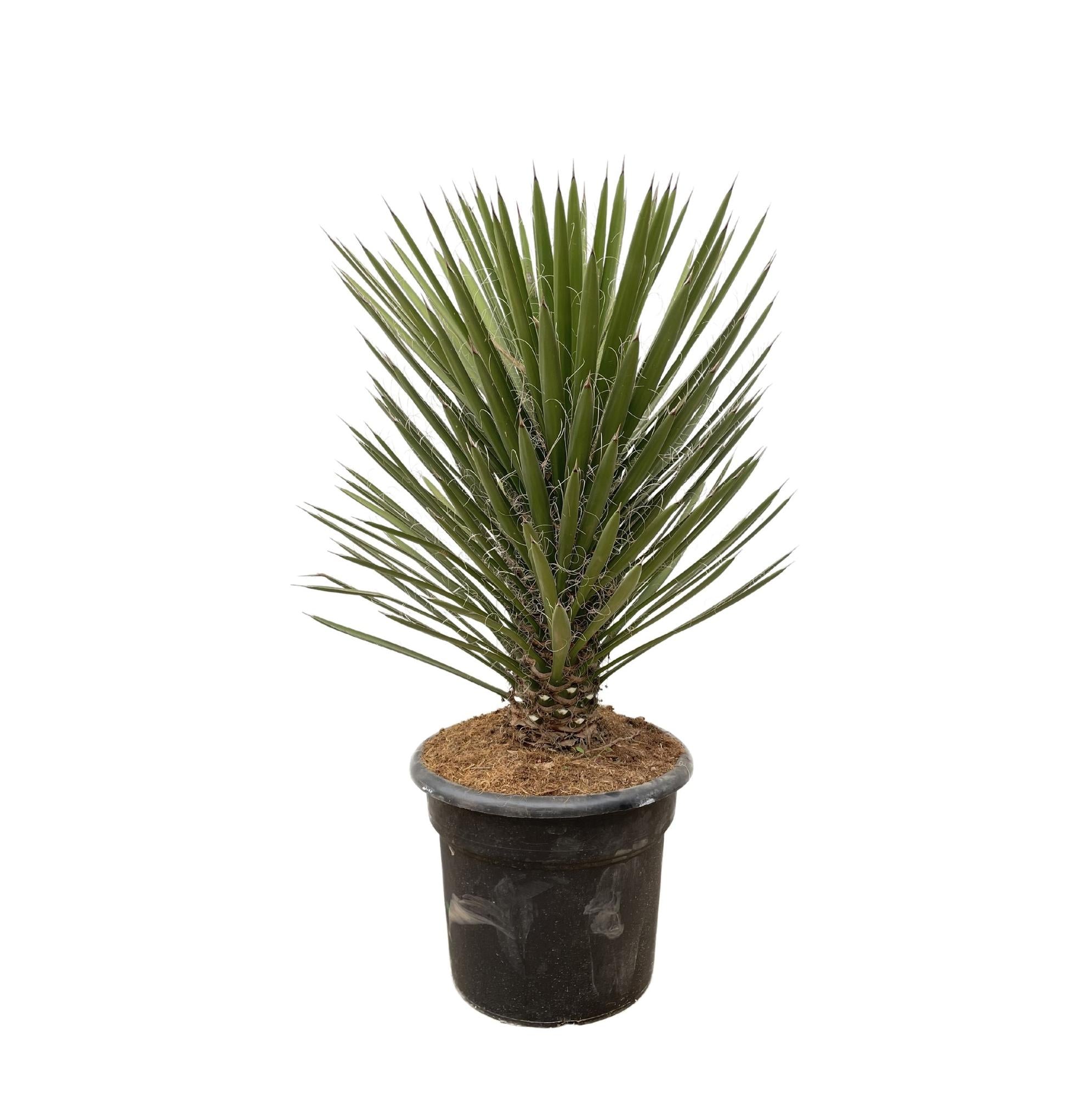 Yucca Filifera Australis ↕ 120cm hoog  ⟷ 30 cm pot