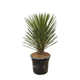 Yucca Filifera Australis ↕ 120cm hoog  ⟷ 30 cm pot