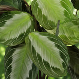 Maranta Fascinator Silverband - 4 Pflanzen mit weißen Töpfen