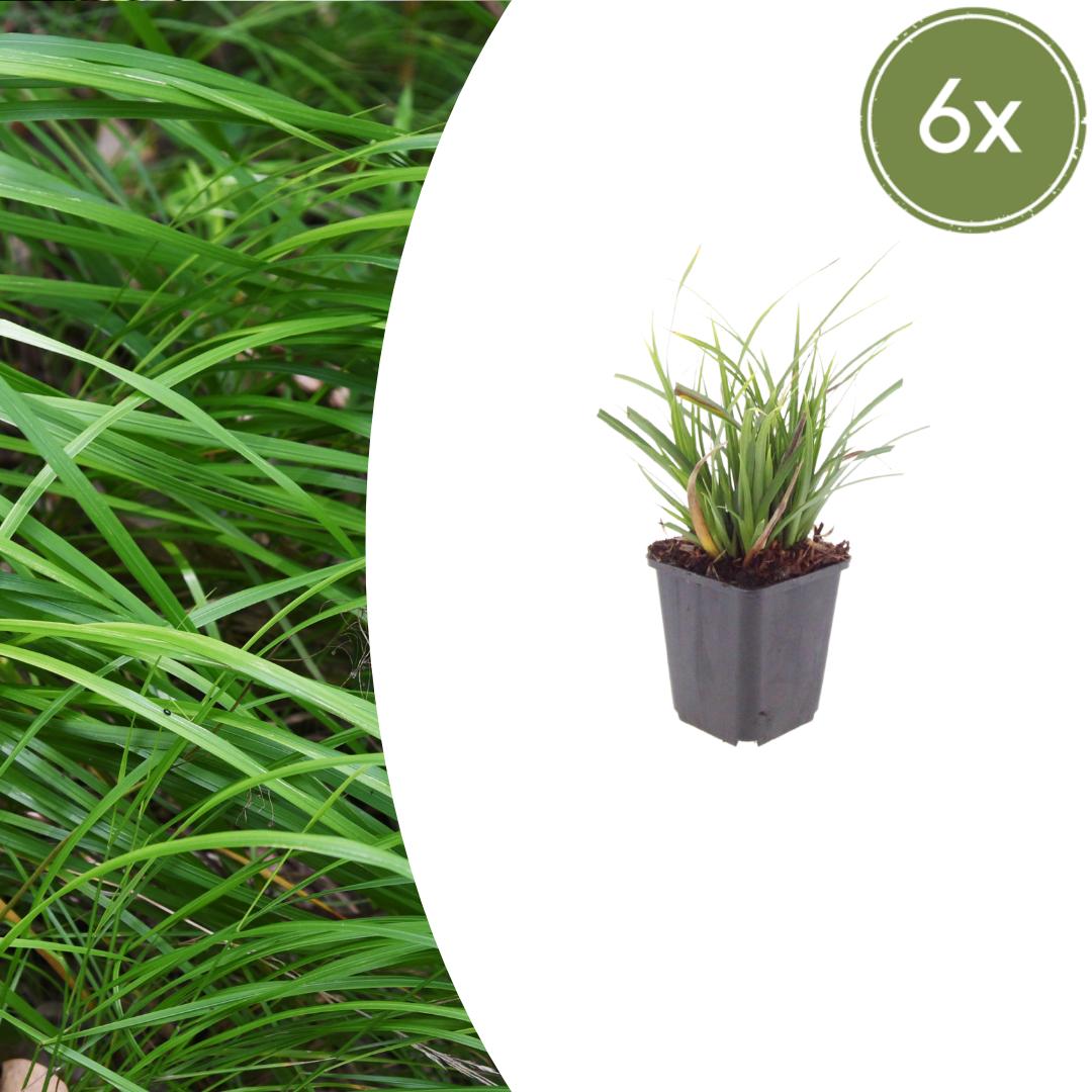 Carex Morrowii - 6 plantas ↕ 10-25 cm de alto ⟷ maceta de 9 cm