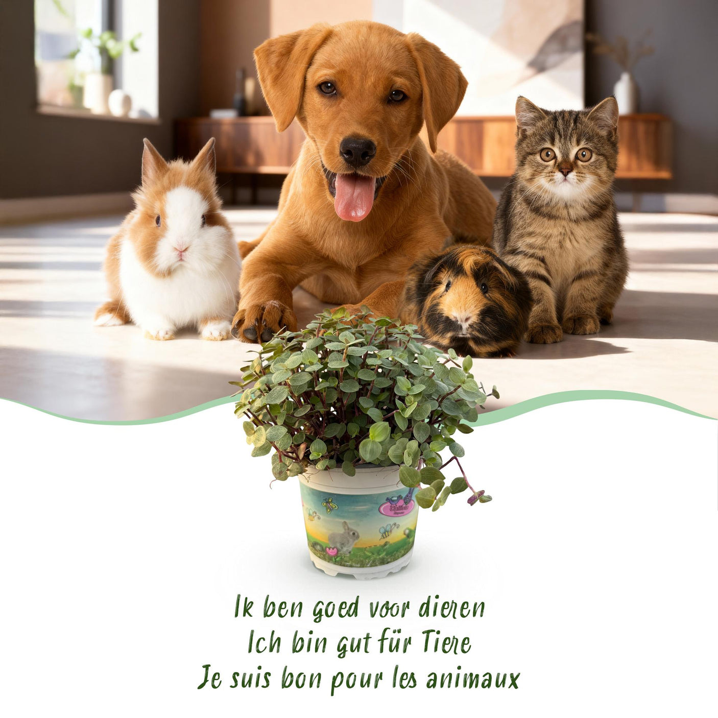 Calissia repens - 4 Pflanzen mit grauem Topf