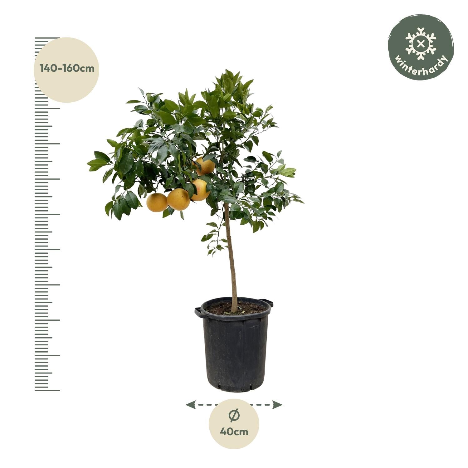 Citrus Pompelmo ↕ 150 cm hoog  ⟷ 40 cm pot