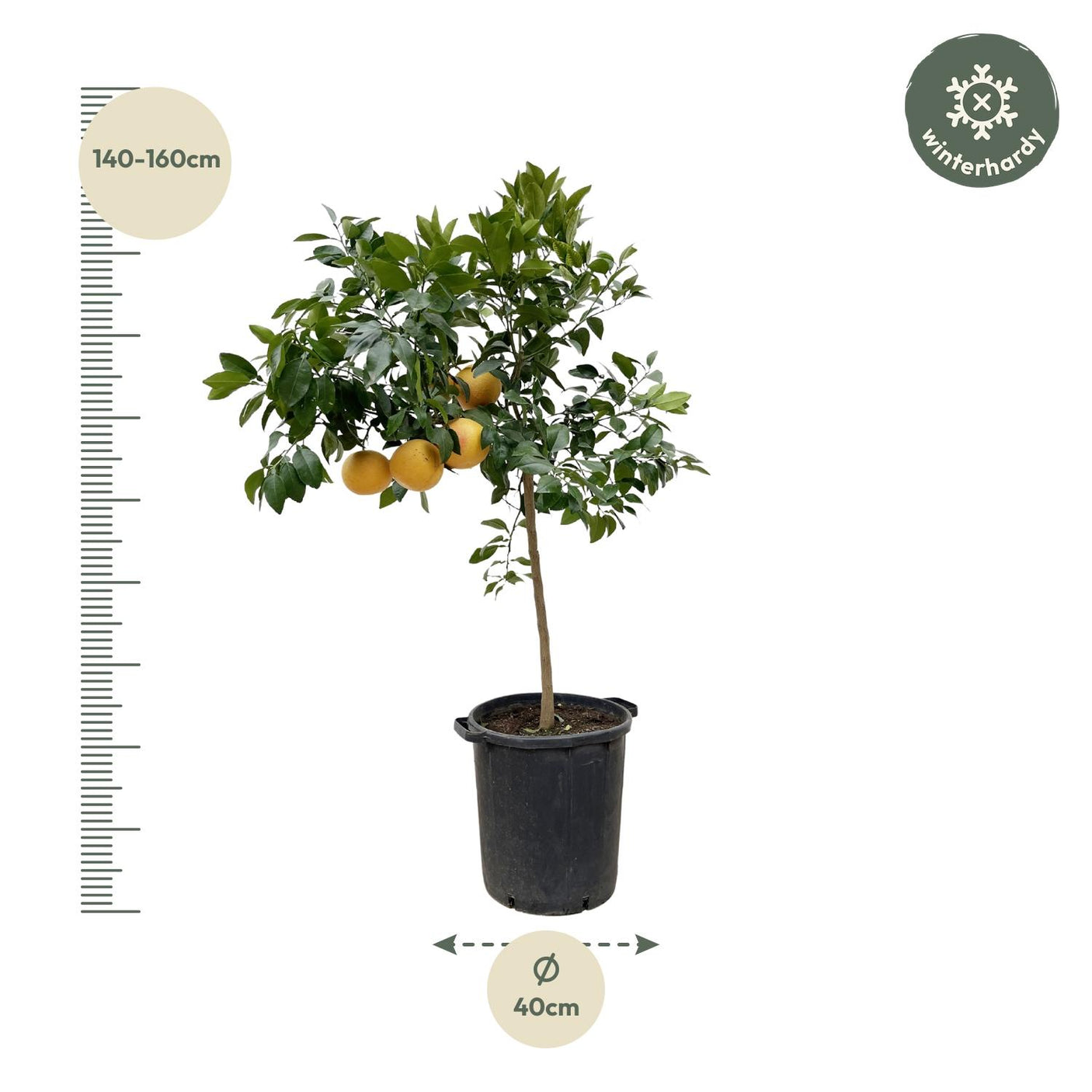 Citrus Pompelmo ↕ 150 cm hoog  ⟷ 40 cm pot