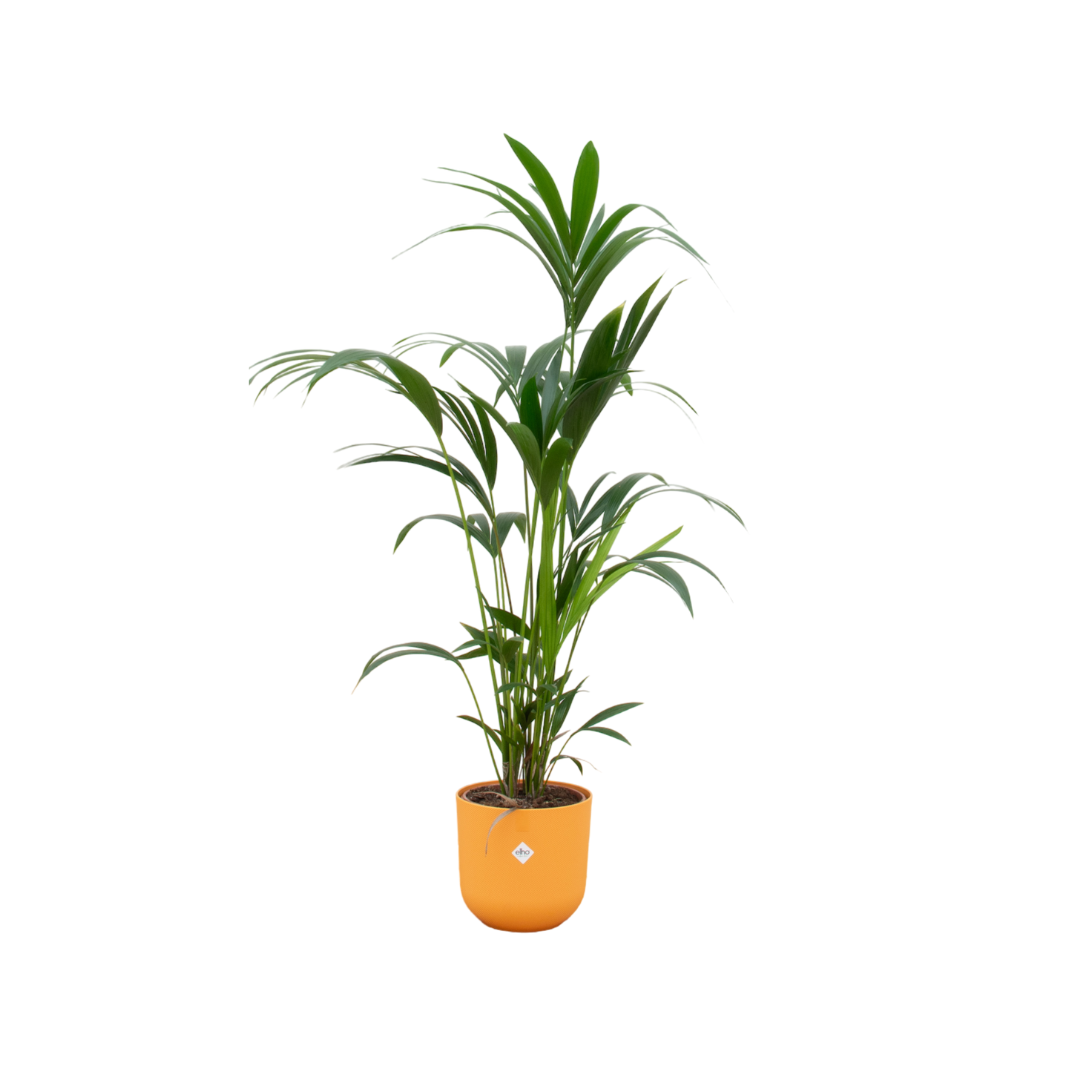 Kentia palm in Elho Pot - Jazz Round geel ↕ 160 cm hoog  ⟷ 26 cm pot
