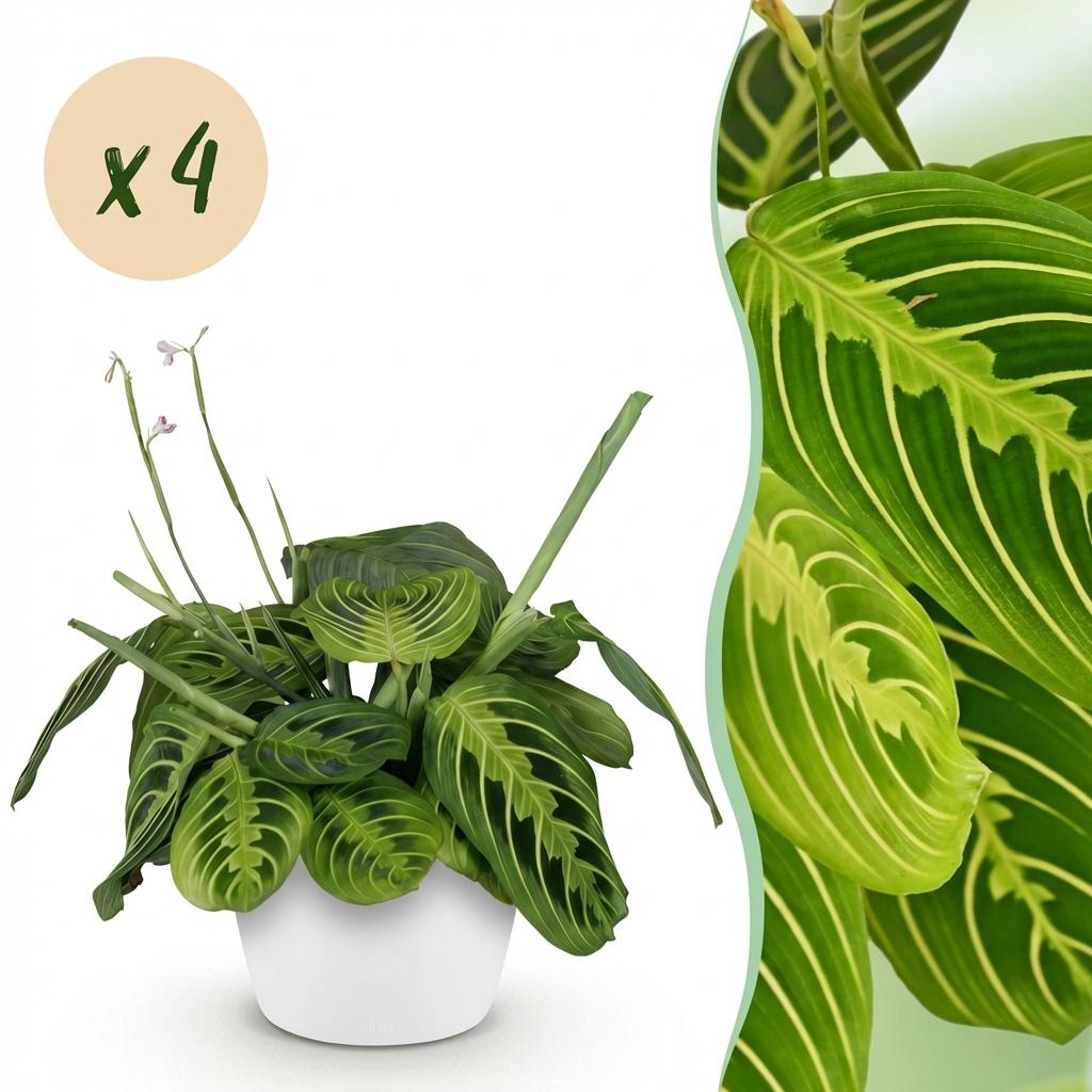 Maranta Fascinator Lemon Lime - 4 Pflanzen mit weißem Topf
