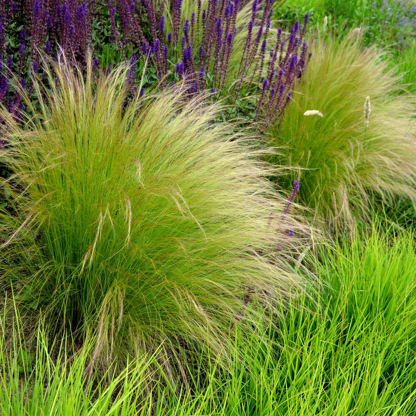 Stipa Tenuifolia Pony Tails - 4 Pflanzen ↕ 50 cm hoch ⟷ 17 cm Topf