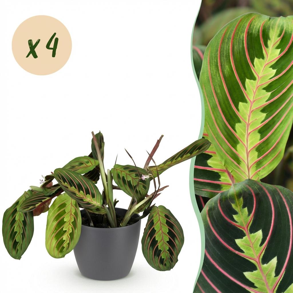 Maranta Fascinator - 4 Planten in grijze pot