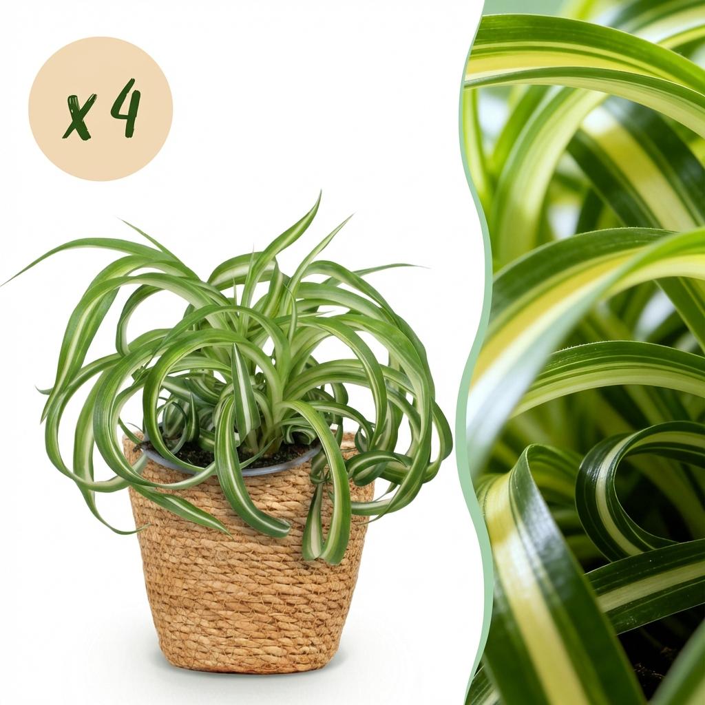 Chlorophytum comosum Bonnie - 4 Planten met Mand