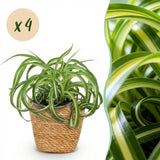 Chlorophytum comosum Bonnie - 4 Planten met Mand