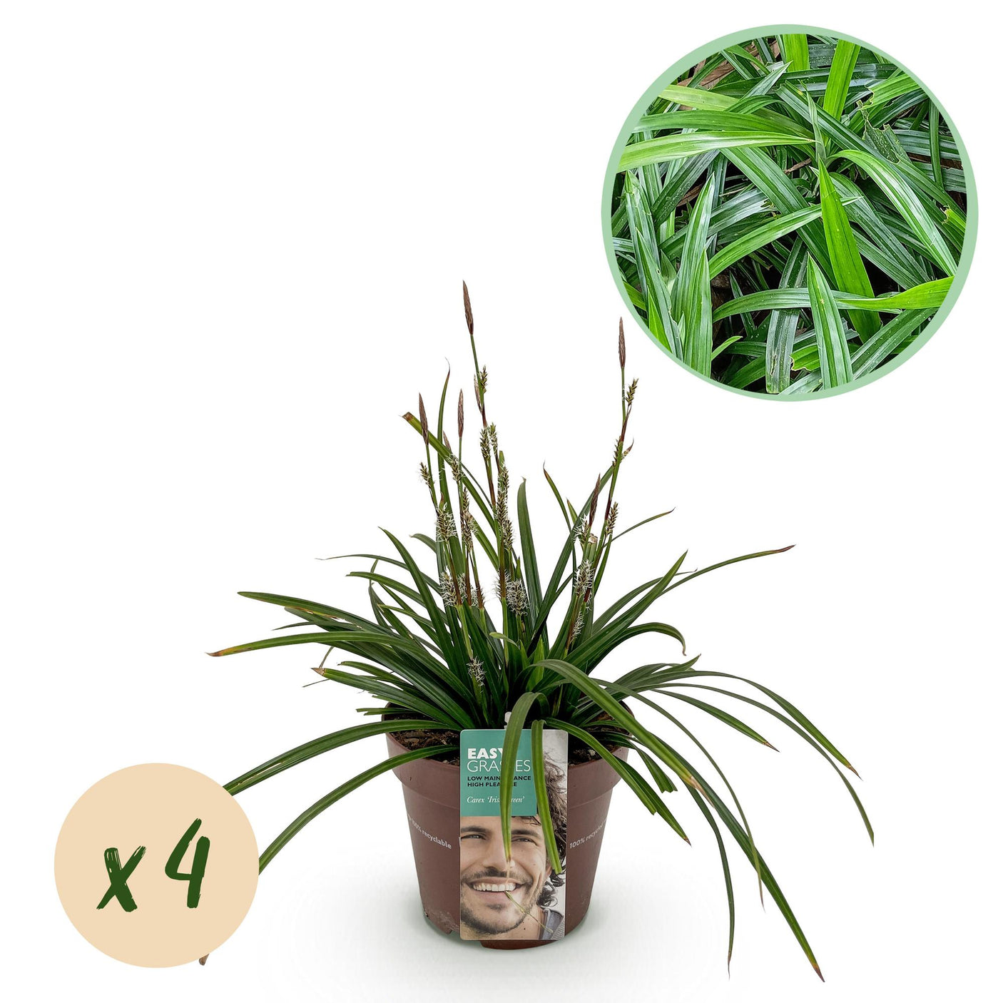 Carex Morrowii Irish Green - 4 Pflanzen ↕ 50 cm hoch ⟷ 17 cm Topf