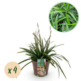 Carex Morrowii Irish Green - 4 Pflanzen ↕ 50 cm hoch ⟷ 17 cm Topf