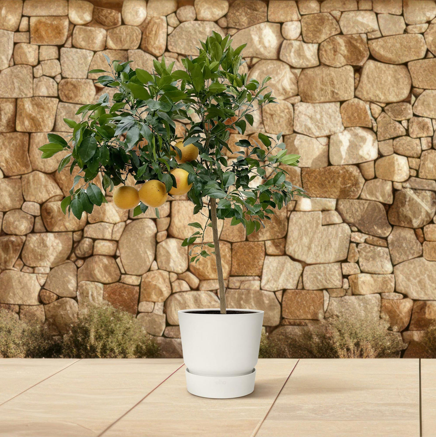 Citrus Pompelmo ↕ 150 cm hoog  ⟷ 40 cm pot