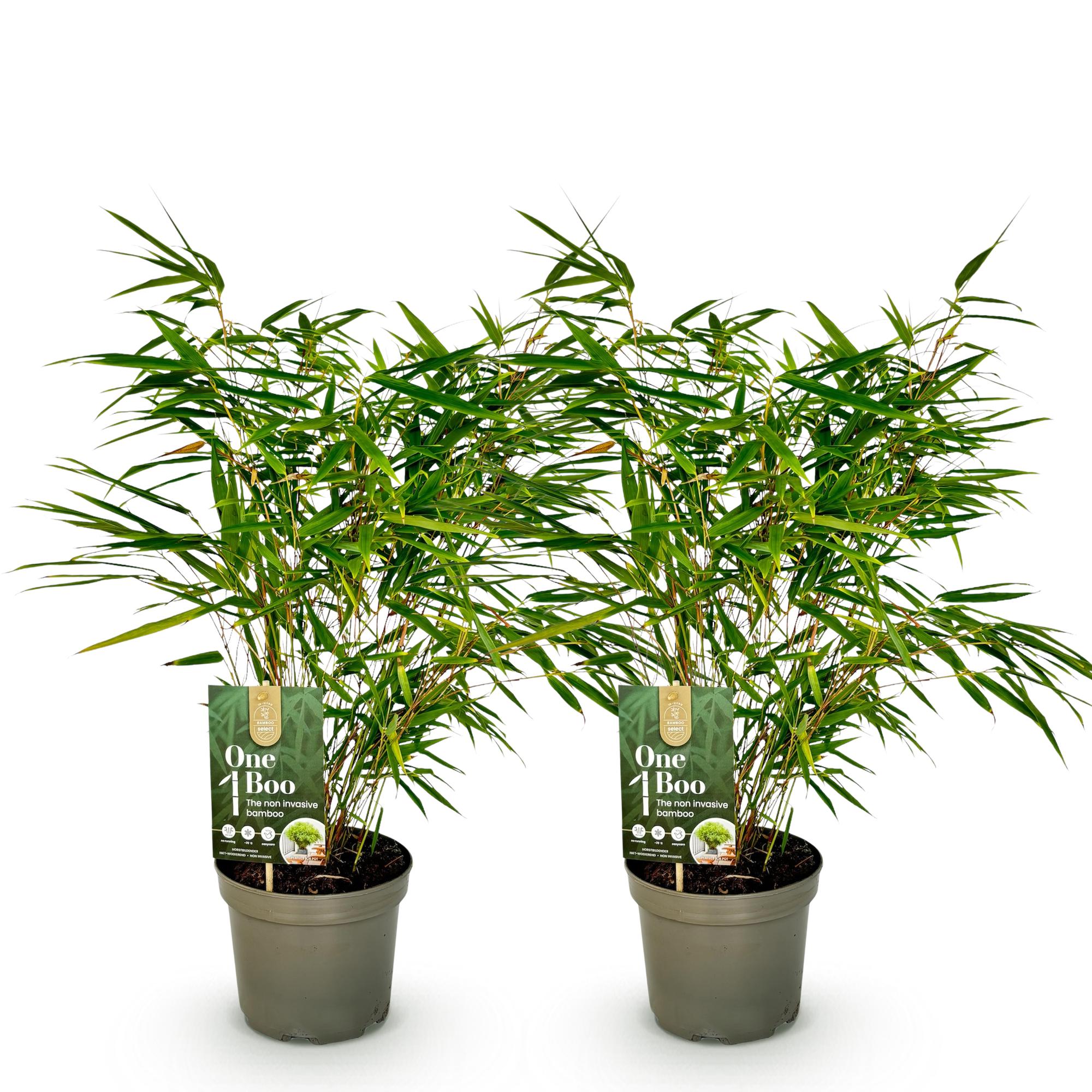 Fargesia Rufa - 2 Pflanzen - Immergrün - Nicht wuchernd - Topf 17cm Höhe 60cm