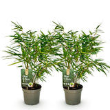 Fargesia Rufa - 2 Pflanzen - Immergrün - Nicht wuchernd - Topf 17cm Höhe 60cm