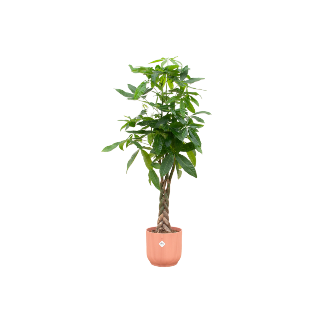 Pachira Aquatica in Elho pot - Vibes Fold Round roze ↕ 160 cm hoog  ⟷ 30 cm pot
