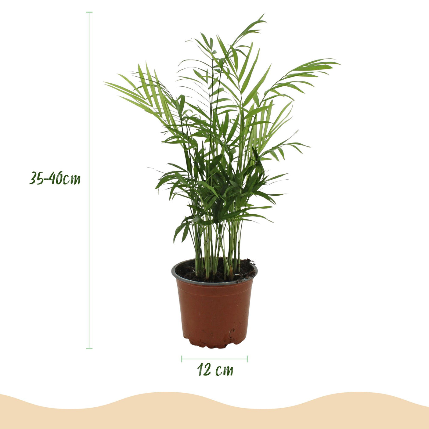 Chamaedorea elegans - 4 Pflanzen mit grauem Topf