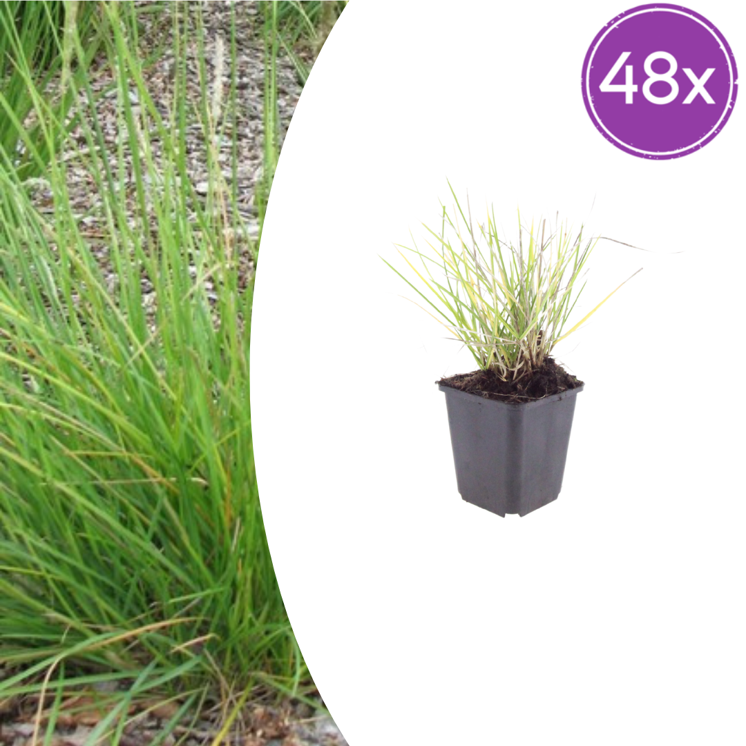 Sesleria Autumnalis - 48 Pflanzen ↕ 10-25 cm hoch ⟷ 9 cm Topf