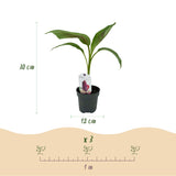 Musa sikkemensis Red Tiger - 2 planten ↕ 30 cm hoog  ⟷ 12 cm pot