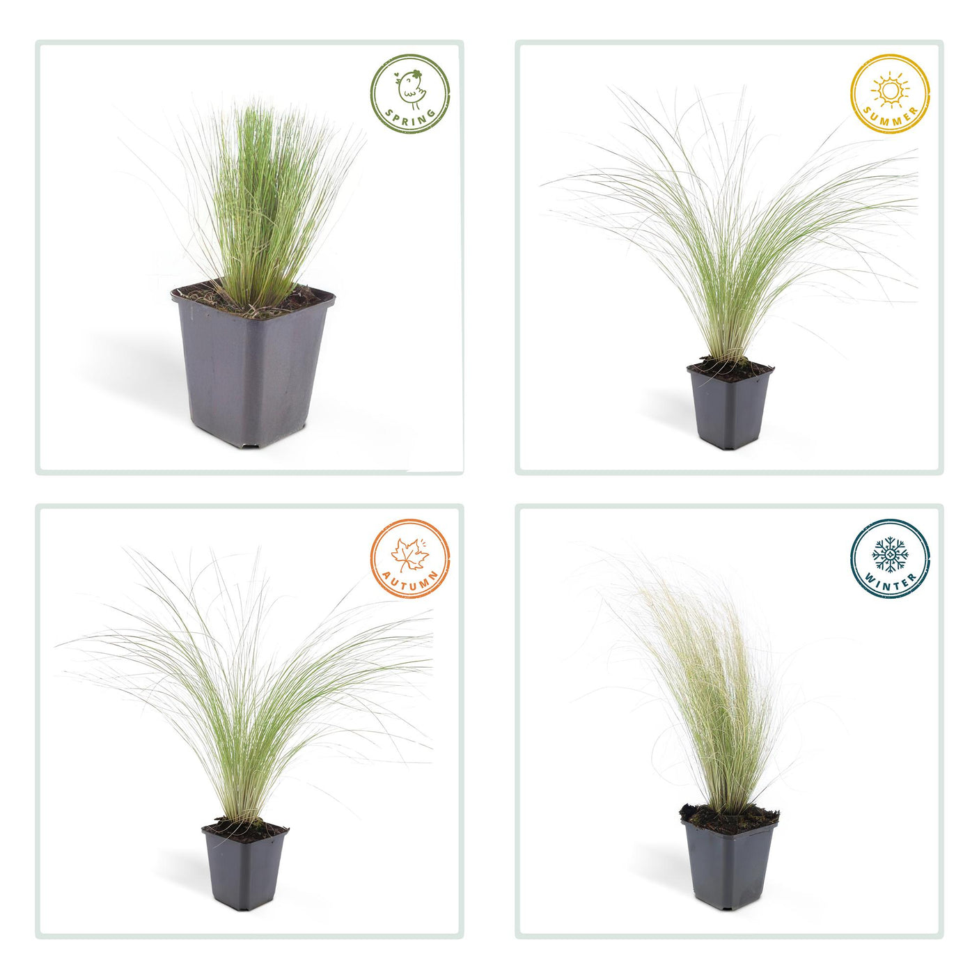 Stipa Tenuissima 'Ponytails' - 48 Pflanzen ↕ 10-25 cm hoch ⟷ 9 cm Topf