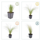 Stipa Tenuissima 'Ponytails' - 48 Pflanzen ↕ 10-25 cm hoch ⟷ 9 cm Topf